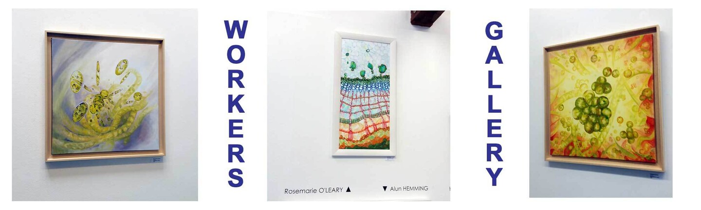 Paintings of Rosemarie's microscope studies at workers gallery ynyshir wales